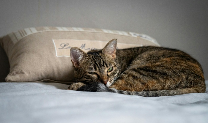 （Pexels by Mel Jlt）